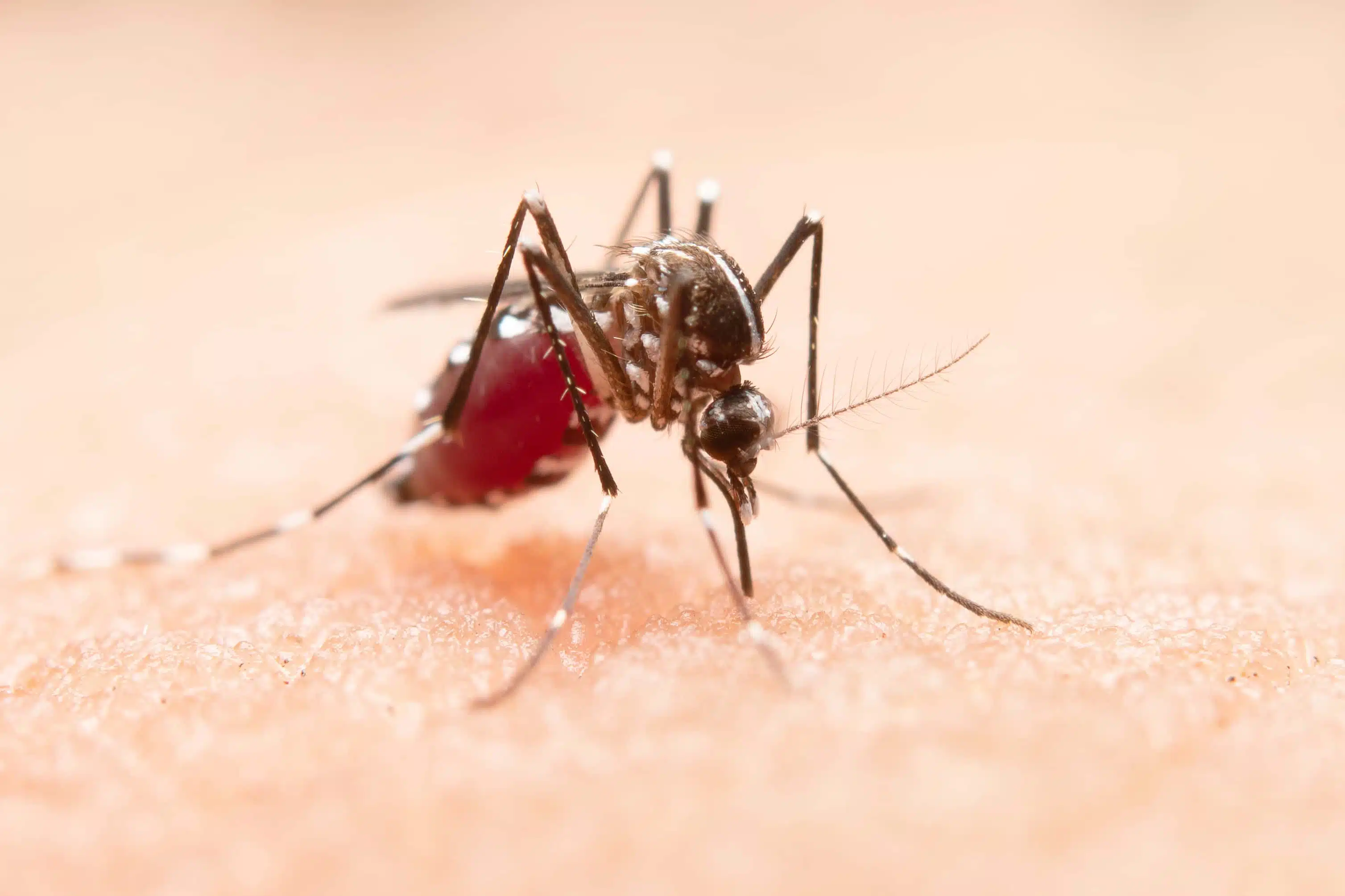 mosquito dengue - laboratorio aclimu
